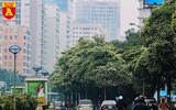 [ẢNH] Hà Nội nồng nàn hương hoa sữa